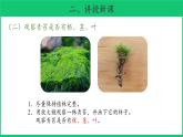 三年级下科学课件《石头上的植物》课件4_苏教版（2017秋）