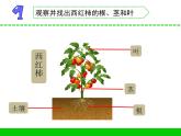 三年级下科学课件《石头上的植物》课件2_苏教版（2017秋）