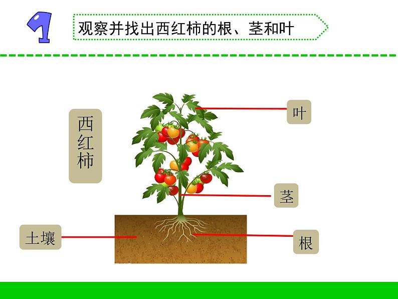 三年级下科学课件《石头上的植物》课件2_苏教版（2017秋）02