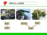 三年级下科学课件《石头上的植物》课件2_苏教版（2017秋）