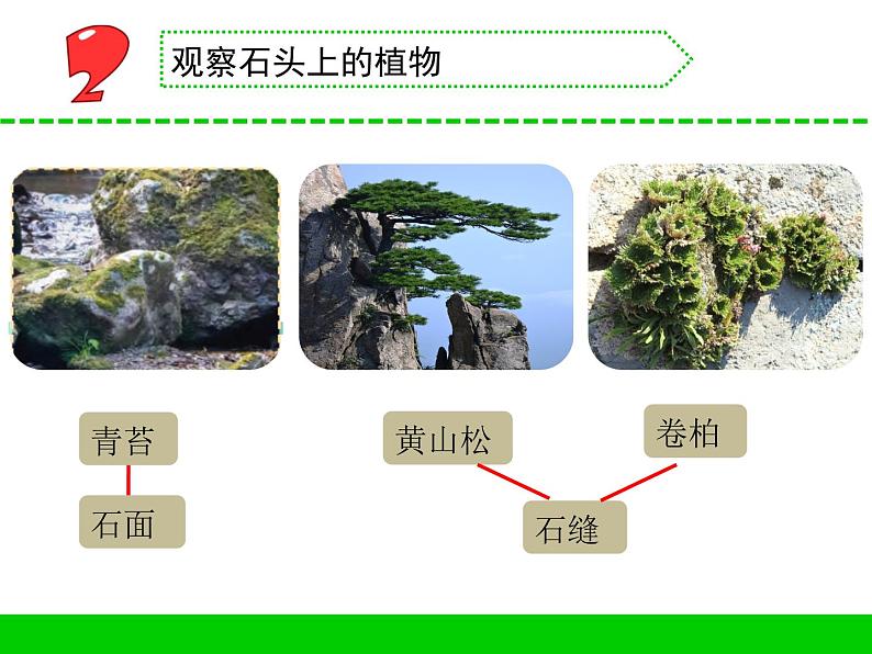 三年级下科学课件《石头上的植物》课件2_苏教版（2017秋）03