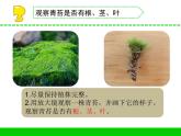 三年级下科学课件《石头上的植物》课件2_苏教版（2017秋）