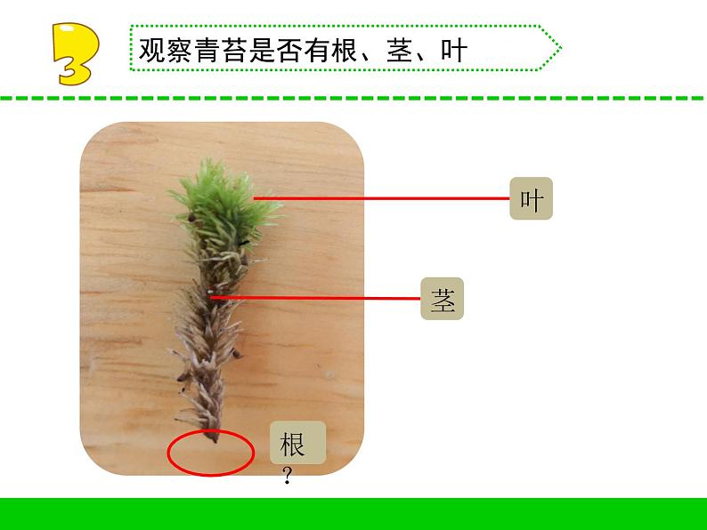 三年级下科学课件《石头上的植物》课件2_苏教版（2017秋）06