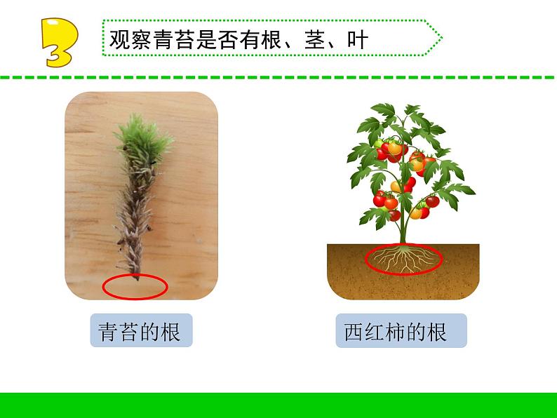 三年级下科学课件《石头上的植物》课件2_苏教版（2017秋）07