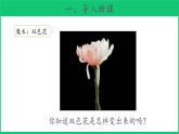 三年级下科学课件《幼苗长大了》课件 (2)_苏教版（2017秋）