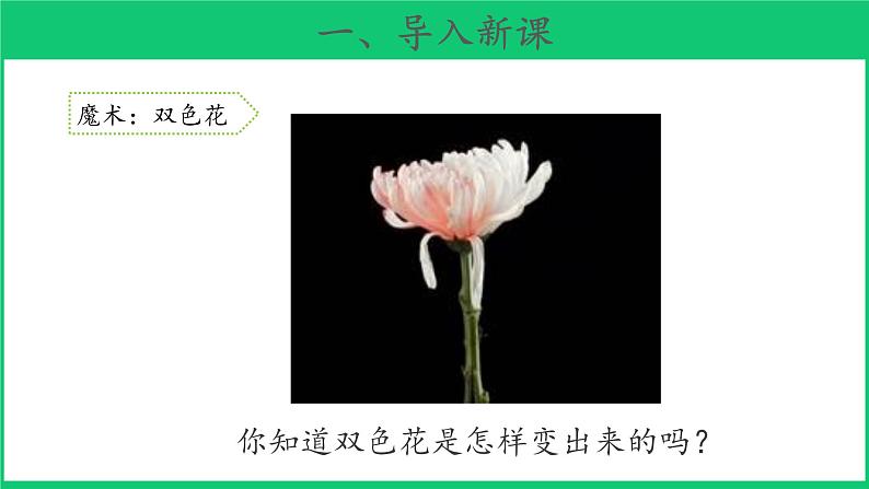 三年级下科学课件《幼苗长大了》课件 (2)_苏教版（2017秋）02