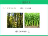 三年级下科学课件《幼苗长大了》课件 (2)_苏教版（2017秋）