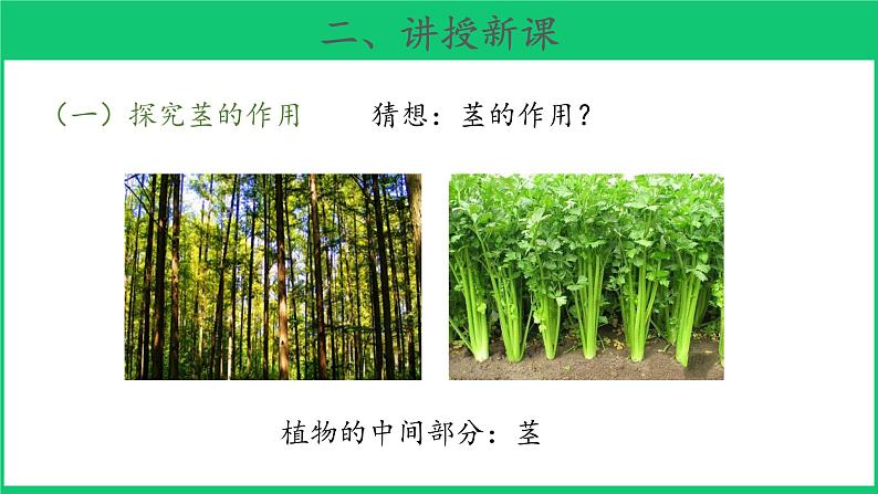 三年级下科学课件《幼苗长大了》课件 (2)_苏教版（2017秋）03