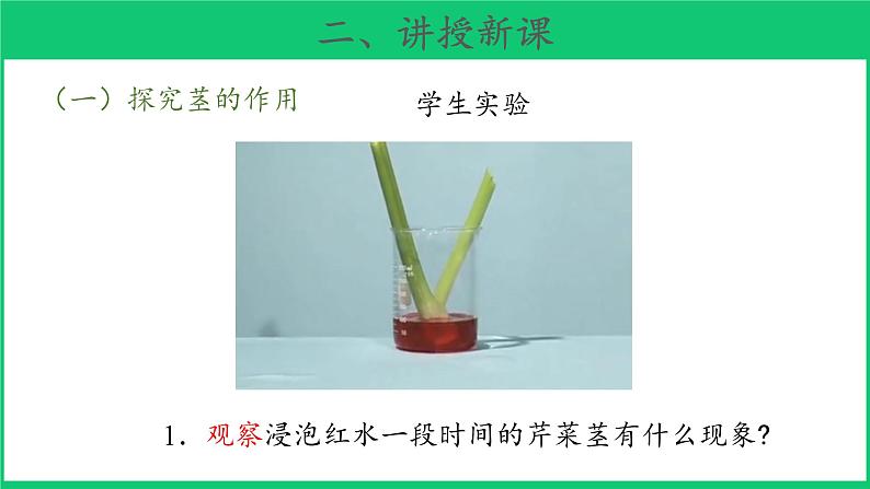 三年级下科学课件《幼苗长大了》课件 (2)_苏教版（2017秋）05