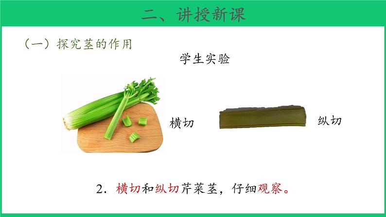 三年级下科学课件《幼苗长大了》课件 (2)_苏教版（2017秋）06