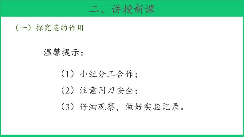 三年级下科学课件《幼苗长大了》课件 (2)_苏教版（2017秋）07