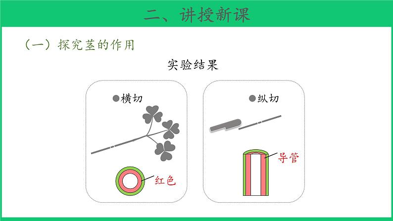 三年级下科学课件《幼苗长大了》课件 (2)_苏教版（2017秋）08