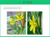 三年級(jí)下科學(xué)課件《植物開(kāi)花了》課件4_蘇教版（2017秋）