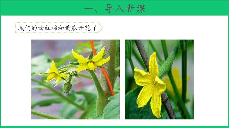 三年级下科学课件《植物开花了》课件4_苏教版（2017秋）02