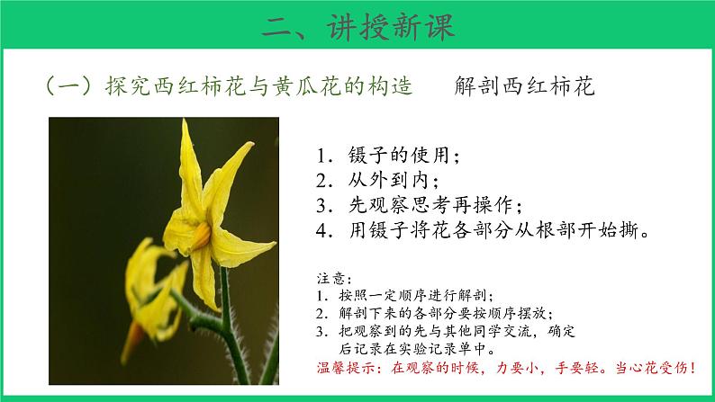 三年级下科学课件《植物开花了》课件4_苏教版（2017秋）04