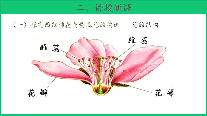 三年级下科学课件《植物开花了》课件4_苏教版（2017秋）05