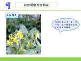 植物開(kāi)花了PPT課件免費(fèi)下載