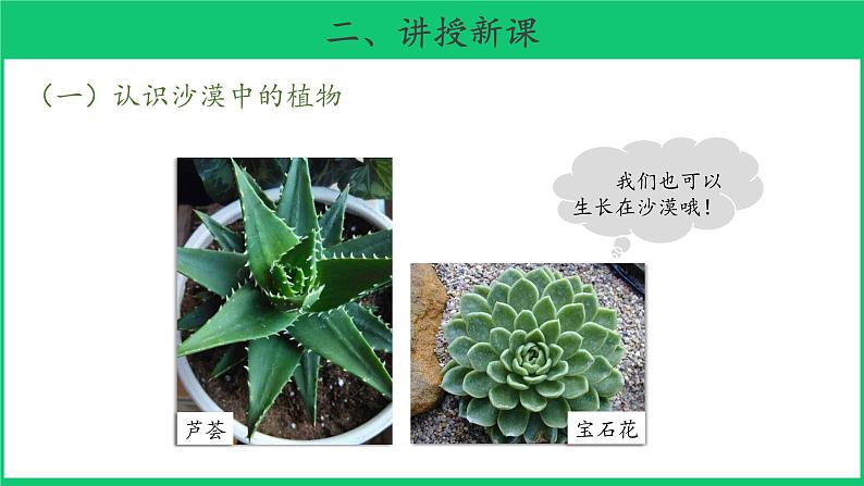 三年级下科学课件《沙漠里的植物》课件5_苏教版（2017秋）05