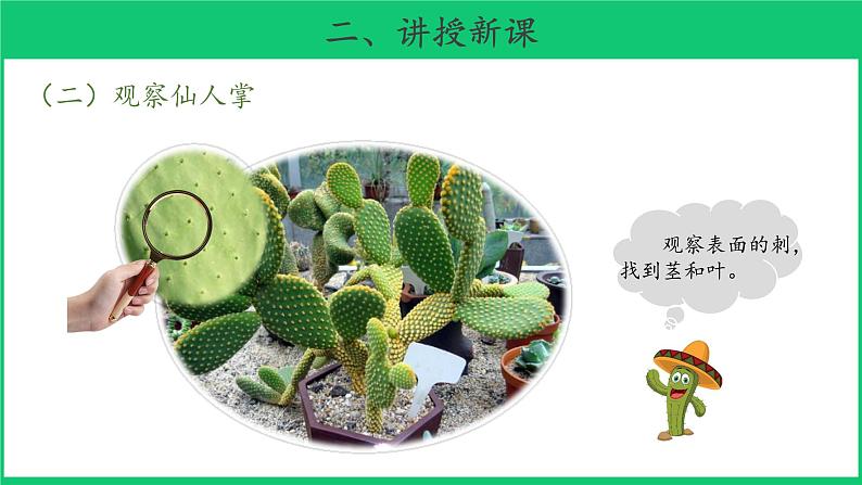 三年级下科学课件《沙漠里的植物》课件5_苏教版（2017秋）06