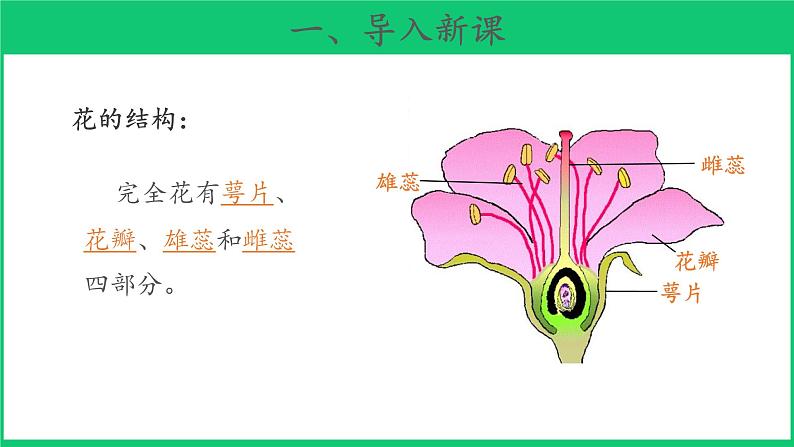 三年级下科学课件《植物开花了》课件3_苏教版（2017秋）02