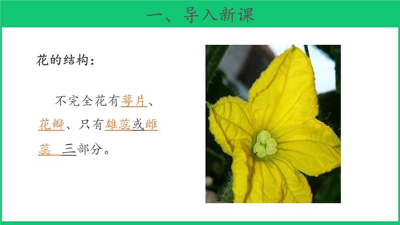 三年级下科学课件《植物开花了》课件3_苏教版（2017秋）03