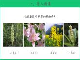 三年级下科学课件《植物开花了》课件3_苏教版（2017秋）