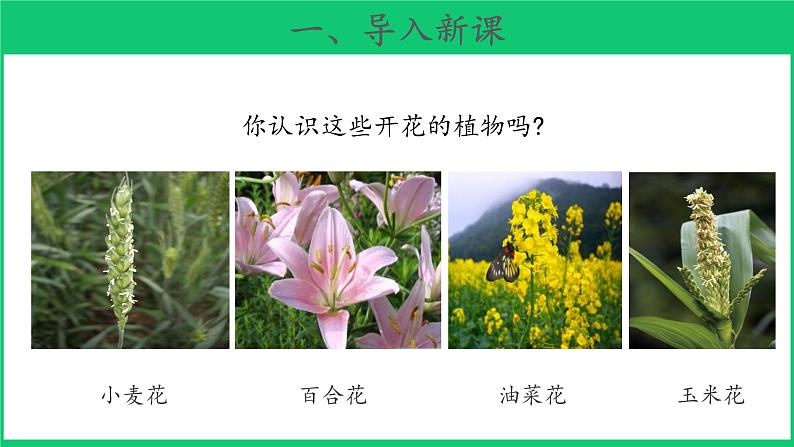 三年级下科学课件《植物开花了》课件3_苏教版（2017秋）04