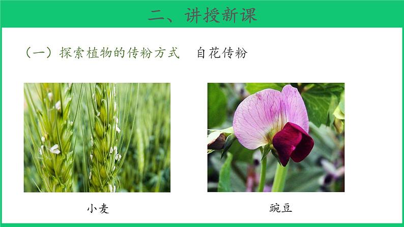 三年级下科学课件《植物开花了》课件3_苏教版（2017秋）06