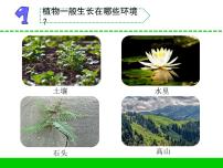 小学科学6 沙漠中的植物教课课件ppt