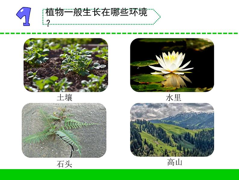 三年级下科学课件《沙漠里的植物》课件4_苏教版（2017秋）01