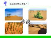 三年級(jí)下科學(xué)課件《沙漠里的植物》課件4_蘇教版（2017秋）