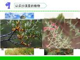 三年級(jí)下科學(xué)課件《沙漠里的植物》課件4_蘇教版（2017秋）