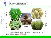 三年級(jí)下科學(xué)課件《沙漠里的植物》課件4_蘇教版（2017秋）