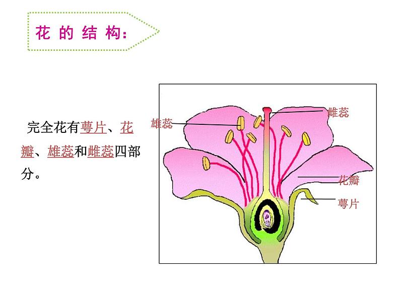 三年级下科学课件《植物开花了》课件_苏教版（2017秋）02