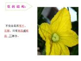 三年級(jí)下科學(xué)課件《植物開花了》課件_蘇教版（2017秋）
