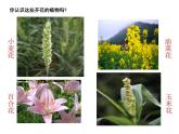 三年級(jí)下科學(xué)課件《植物開花了》課件_蘇教版（2017秋）