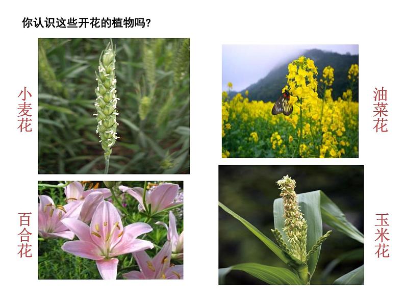 三年级下科学课件《植物开花了》课件_苏教版（2017秋）04