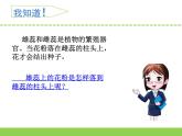 三年級(jí)下科學(xué)課件《植物開花了》課件_蘇教版（2017秋）