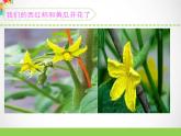 三年級(jí)下科學(xué)課件《植物開花了》課件1_蘇教版（2017秋）