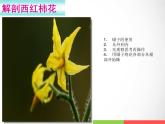 三年級(jí)下科學(xué)課件《植物開花了》課件1_蘇教版（2017秋）