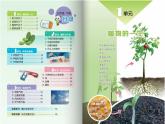 三年级下科学课件种子发芽了_苏教版（2017秋）