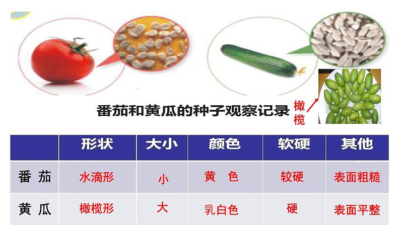 三年级下科学课件种子发芽了_苏教版（2017秋）第8页