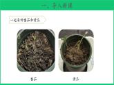 三年级下科学课件《植物结果了》课件3_苏教版（2017秋）