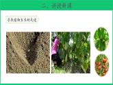 三年级下科学课件《植物结果了》课件3_苏教版（2017秋）
