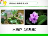 三年级下科学课件《水里的植物》课件_苏教版（2017秋）