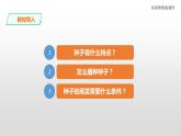 三年级下科学课件苏教版（2019）科学三年级下1.1《种子发芽了》课件_苏教版（2017秋）