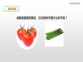 三年级下科学课件苏教版（2019）科学三年级下1.1《种子发芽了》课件_苏教版（2017秋）