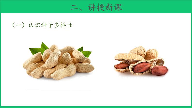 三年级下科学课件《种子发芽了》课件3_苏教版（2017秋）04