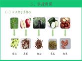 三年级下科学课件《种子发芽了》课件3_苏教版（2017秋）