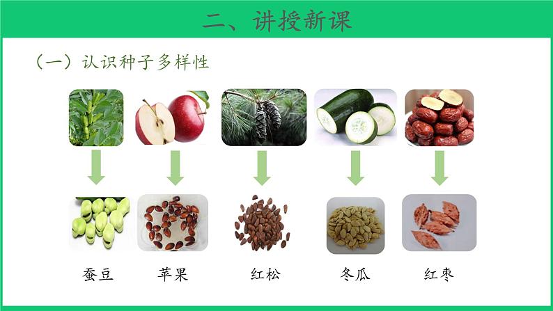 三年级下科学课件《种子发芽了》课件3_苏教版（2017秋）05
